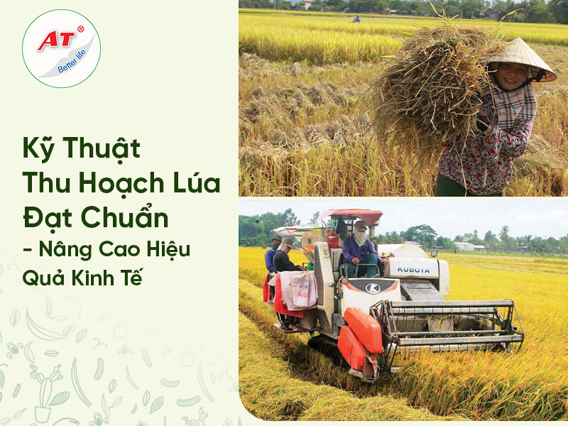 5 Kỹ Thuật Thu Hoạch Lúa Đạt Chuẩn- Nâng Cao Hiệu Quả Kinh Tế