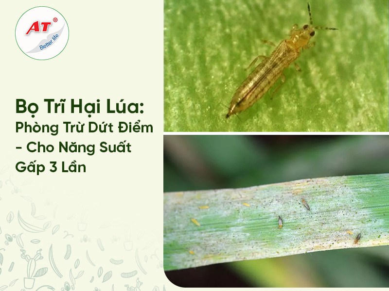 Bọ Trĩ Hại Lúa: Phòng Trừ Dứt Điểm – Cho Năng Suất Gấp 3 Lần