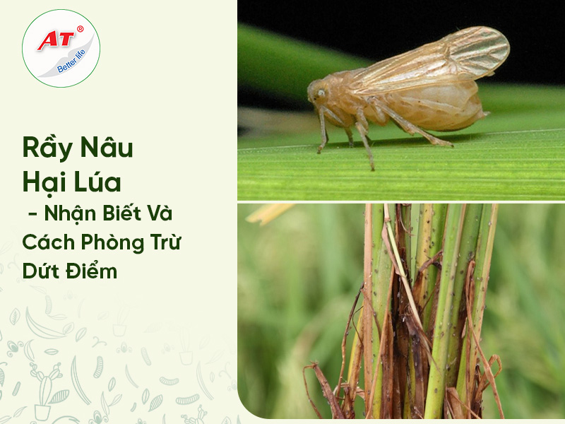 Rầy Nâu Hại Lúa – Nhận Biết Và Cách Phòng Trừ Dứt Điểm