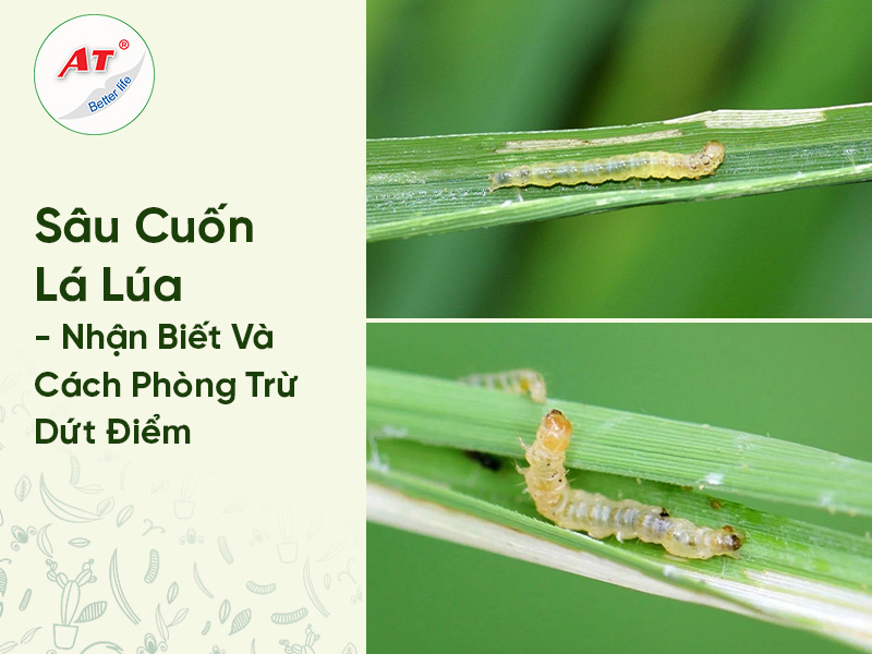 Sâu Cuốn Lá Lúa – Nhận Biết Và Cách Phòng Trừ Dứt Điểm