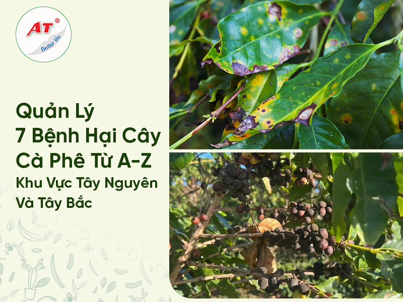 Quản Lý Tổng Hợp 7 Bệnh Hại Cây Cà Phê Từ A-Z Khu Vực Tây Nguyên Và Tây Bắc