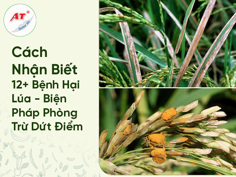 Cách Nhận Biết 12+ Bệnh Hại Cây Lúa – Biện Pháp Phòng Trừ Dứt Điểm