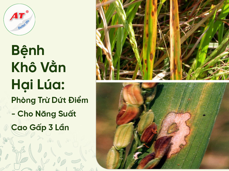 Bệnh Khô Vằn Hại Lúa : Phòng Trừ Dứt Điểm – Cho Năng Suất Cao Gấp 3 Lần