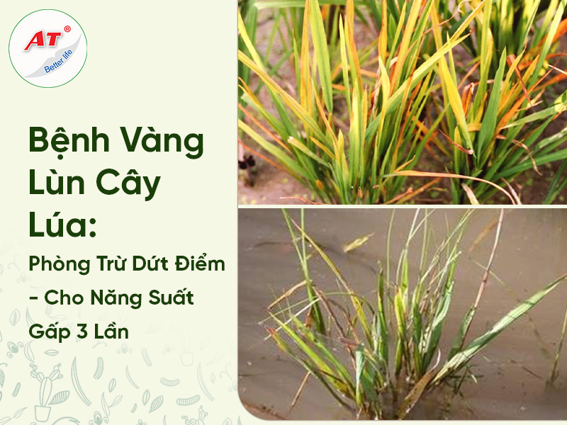 Bệnh Vàng Lùn Cây Lúa : Phòng Trừ Dứt Điểm – Cho Năng Suất Gấp 3 Lần