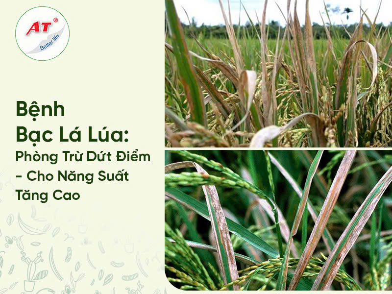 Bệnh Bạc Lá Lúa : Phòng Trừ Dứt Điểm – Cho Năng Suất Cao Gấp 3