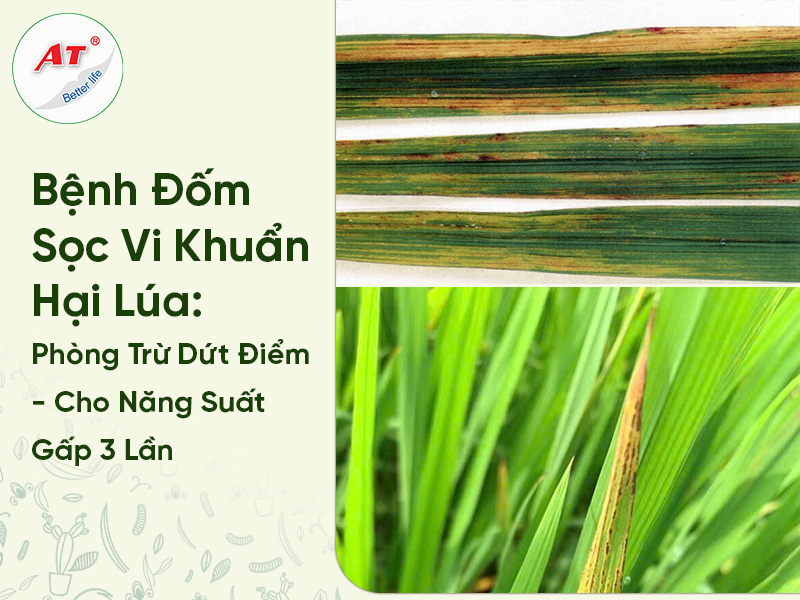 Bệnh Đốm Sọc Vi Khuẩn Hại Lúa: Phòng Trừ Dứt Điểm – Cho Năng Suất Gấp 3 Lần