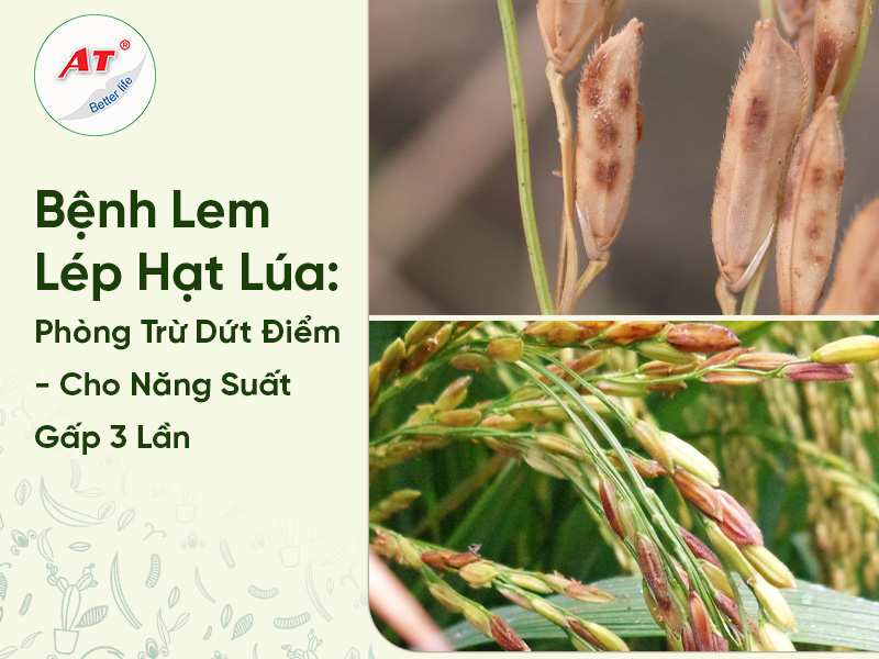 Bệnh Lem Lép Hạt Lúa: Phòng Trừ Dứt Điểm – Cho Năng Suất Gấp 3 Lần