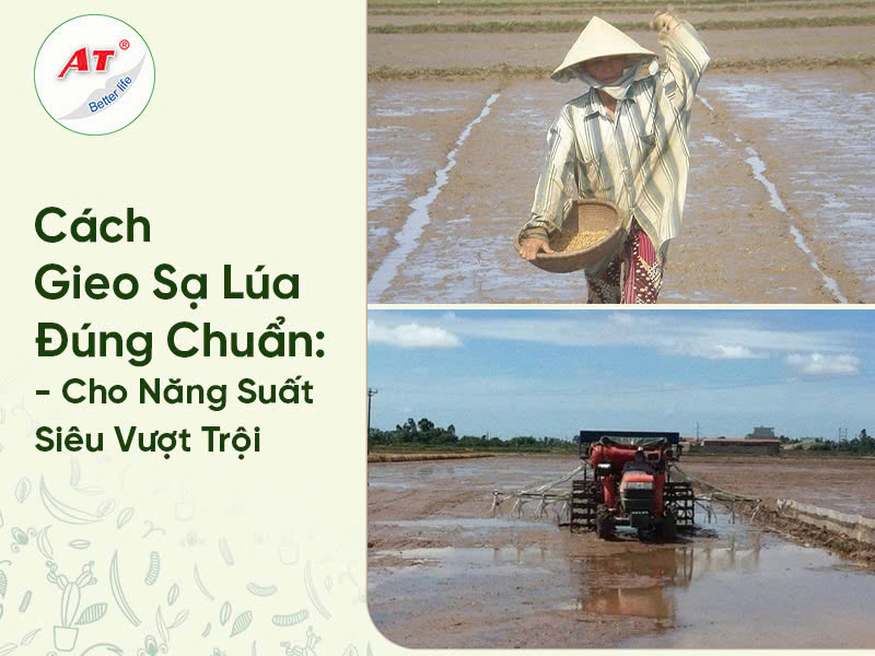 Cách Gieo Sạ Lúa Đúng Chuẩn- Cho Năng Suất Gấp 3 Lần