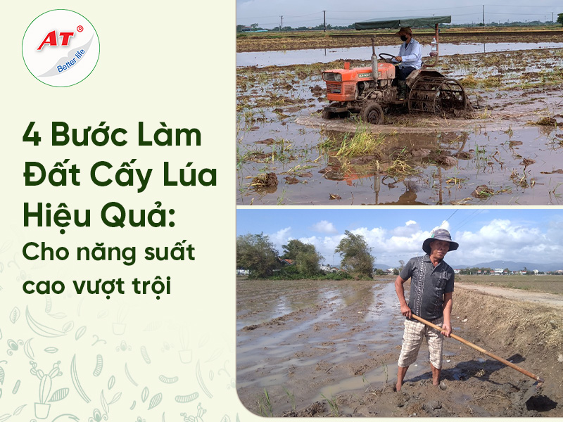 4 Bước Làm Đất Cấy Lúa Hiệu Quả – Cho Năng Suất Cao Vượt Trội