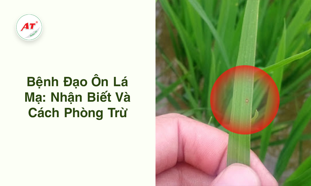 Bệnh đạo ôn lá mạ