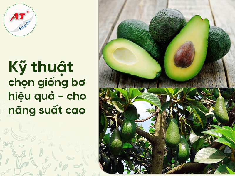 Kỹ thuật chọn giống bơ hiệu quả – cho năng suất cao