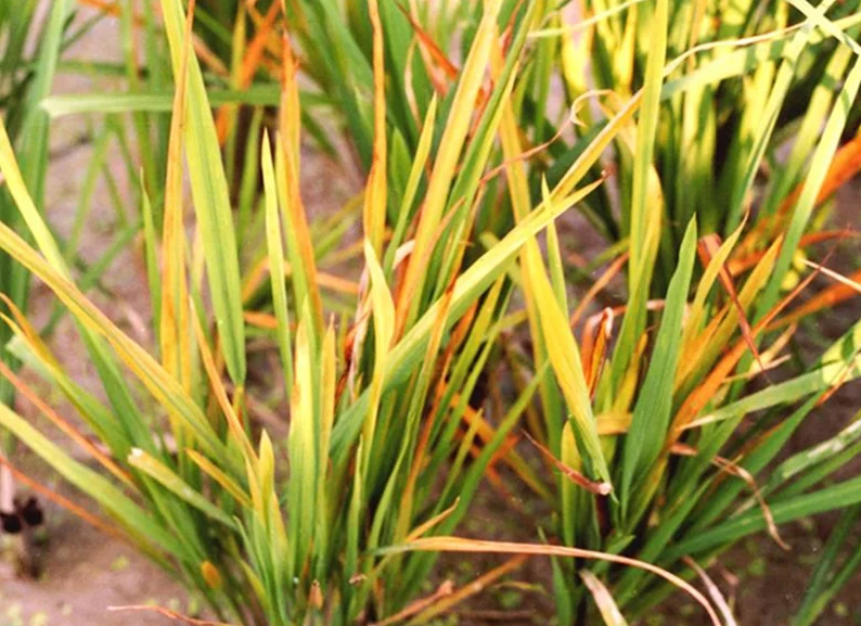 Bệnh Vàng Lùn Cây Lúa
