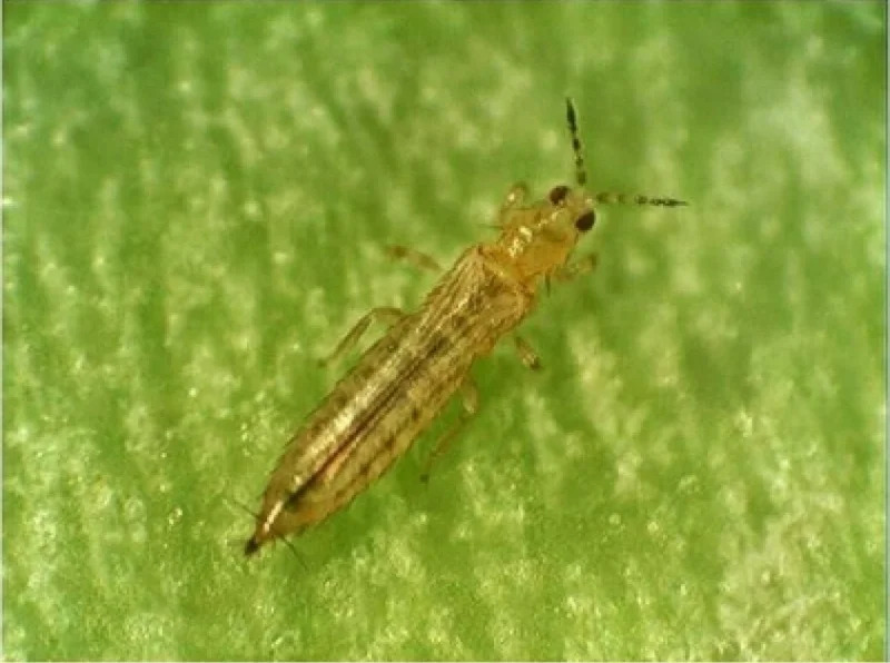 Bọ trĩ hại lúa