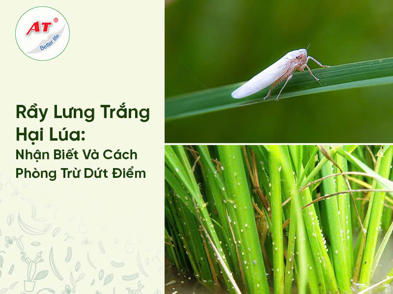 Rầy Lưng Trắng Hại Lúa – Nhận Biết Và Cách Phòng Trừ Dứt Điểm