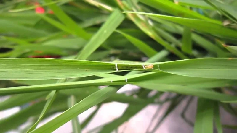 sâu cuốn lá lúa 