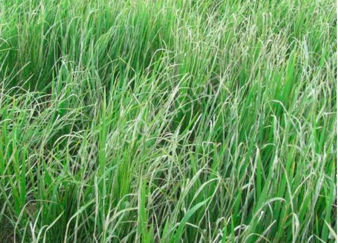 saucuonlalua05