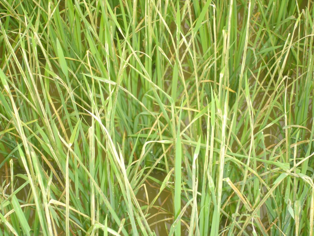 sâu cuốn lá lúa phá hủy ruộng đồng