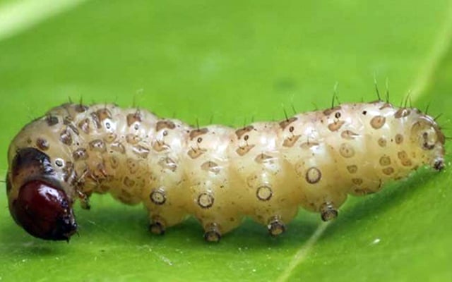 Hình ảnh sâu đục thân hại lúa