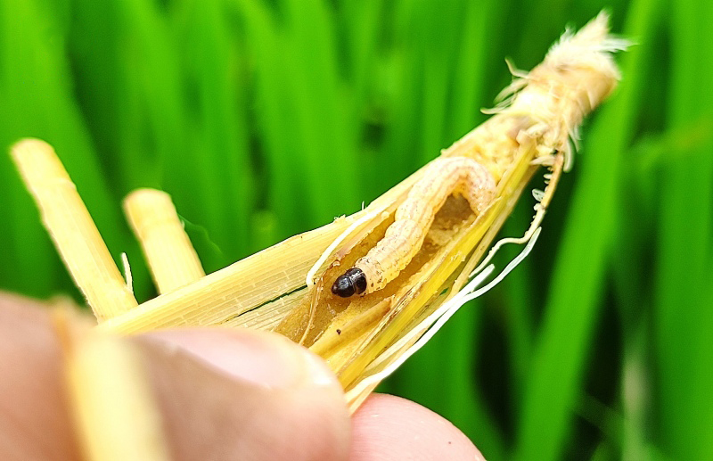 Sâu đục thân hại lúa phá hủy thân cây
